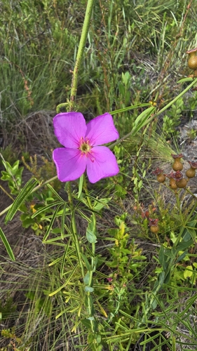 Rhexia alifanus, photograph 6