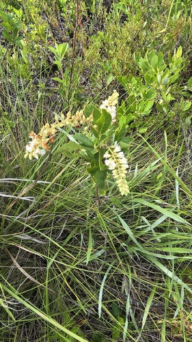 Clethra tomentosa, photograph 1