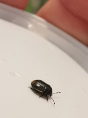 Legnotus limbosus