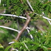 Acacia horrida