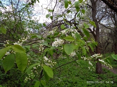 Prunus padus