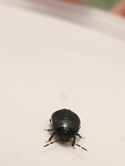 Legnotus limbosus