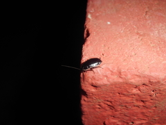 Loboptera decipiens