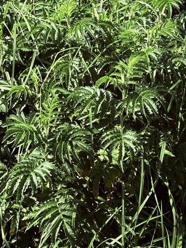 Melianthus comosus