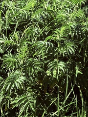 Melianthus comosus