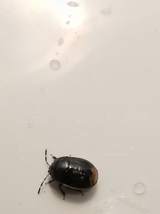 Legnotus limbosus