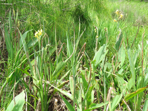 Canna glauca