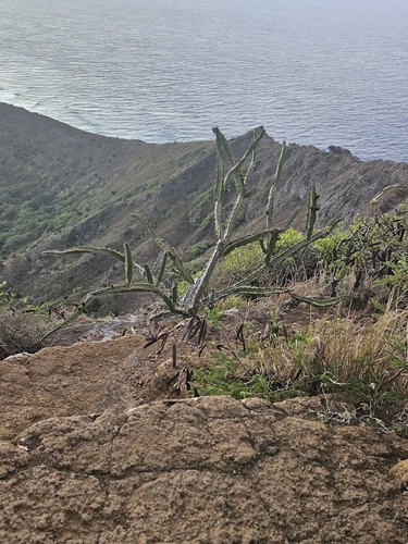 Acanthocereus tetragonus, 2026-08-13