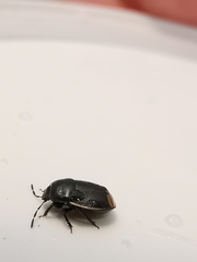 Legnotus limbosus
