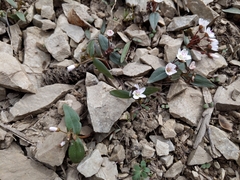 Claytonia lanceolata