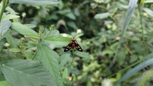 Thyrassia penangae
