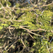 Acacia nilotica