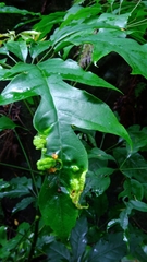 Abacarus eminens