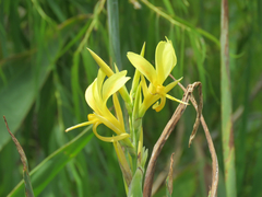 Canna glauca