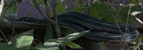 Schott's Whipsnake