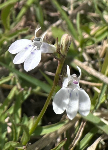 Lobelia flaccida, photograph 2