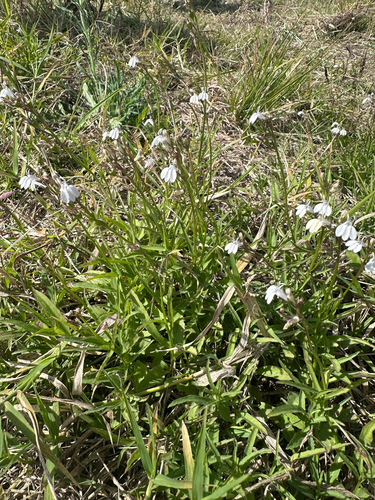 Lobelia flaccida, photograph 3