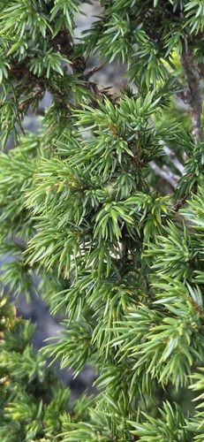 common juniper