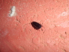 Loboptera decipiens