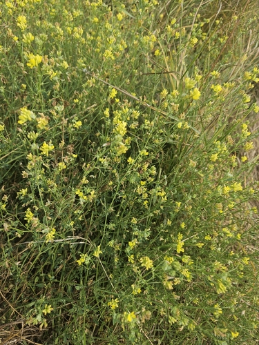 sickle alfalfa