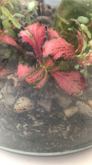 Fittonia
