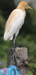 Bubulcus ibis