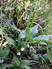 Polygonatum latifolium