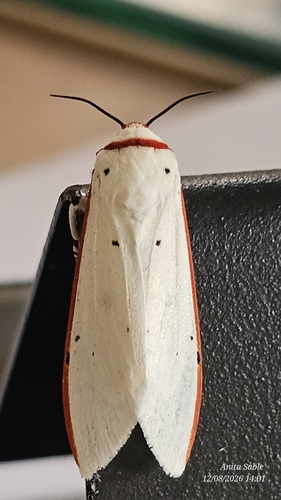 Red Costate Tiger Moth
