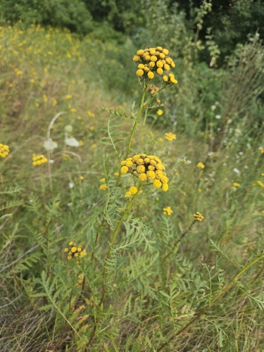 tansy
