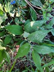 Polygonatum latifolium