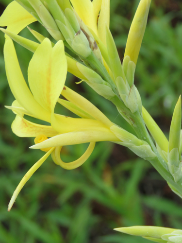 maraca amarilla (Canna glauca)