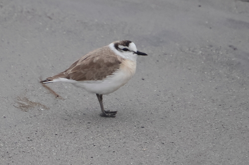 iNaturalist image