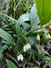 Polygonatum latifolium