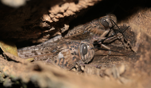 Tree Locust
