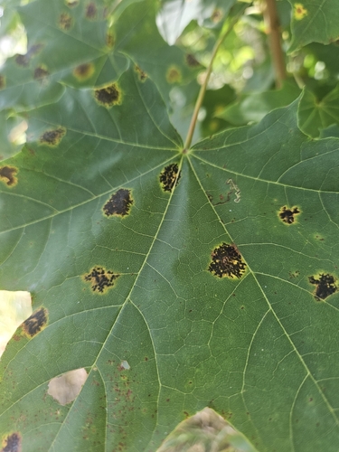 Black Tar Spot