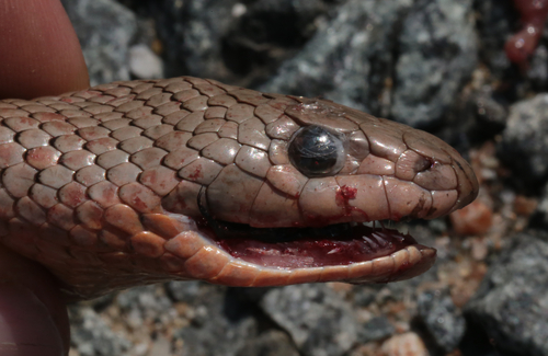 Mole Snake