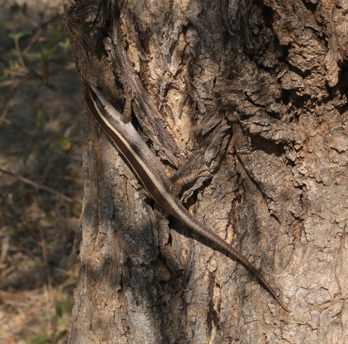 African Striped Skink