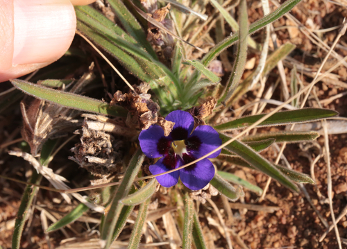 Bushveld Carpet Flower