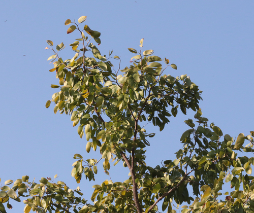 Mopane