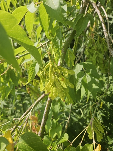 box elder
