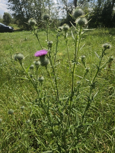 Bull Thistle