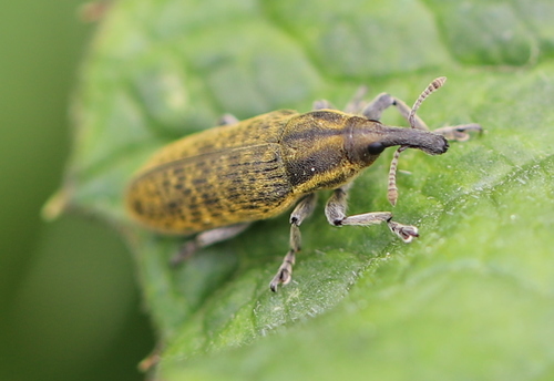 Lixus cardui Aurivillius, 1921