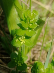 Cruciata glabra krylovii