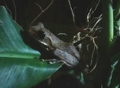 Polypedates cruciger