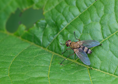 Dexiosoma caninum, Valkenburg aan de Geul, NL-LI, NL, photo 10 of 10