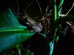 Polypedates cruciger