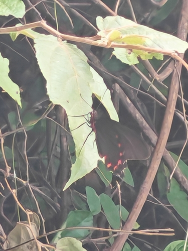 Montezuma’s Cattleheart