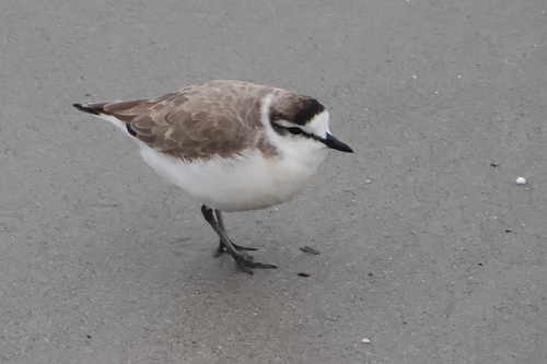 iNaturalist: (c) Nick Leggatt, some rights reserved (CC BY-NC), uploaded by Nick Leggatt iNaturalist image
