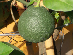 Citrus × microcarpa