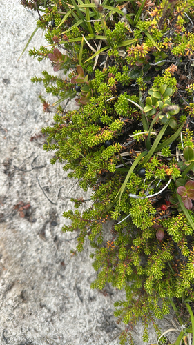 black crowberry